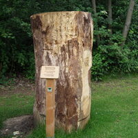 Darstellung eines Festmeters Holz aus einer Stieleiche.