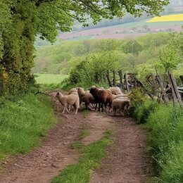 Entlaufene Schafe